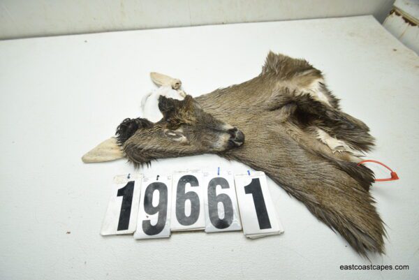 Whitetail deer cape 7.5x18x19x20