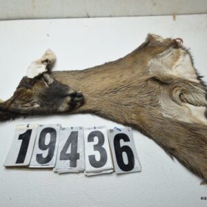Whitetail deer cape 7.75x20x21x22