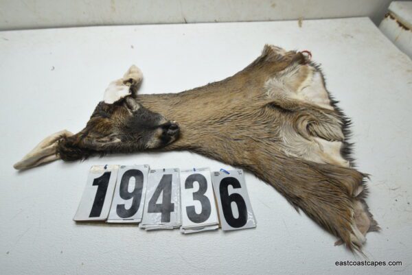 Whitetail deer cape 7.75x20x21x22