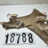 Whitetail deer cape 7.5x19x20x21