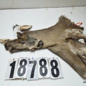 Whitetail deer cape 7.5x19x20x21