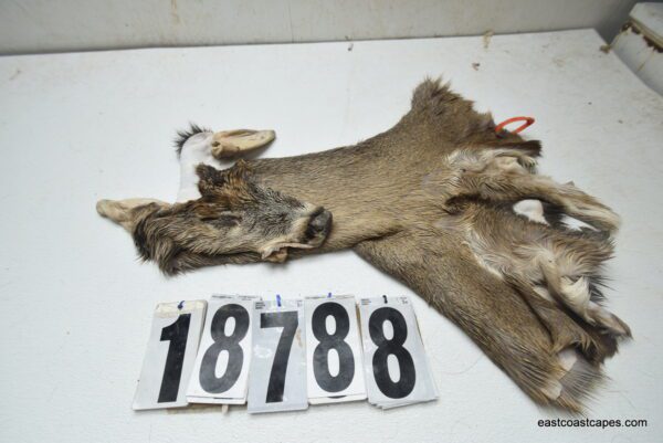 Whitetail deer cape 7.5x19x20x21