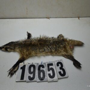 Badger life size 2.25x20x26+