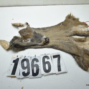 Whitetail deer cape 7.5x19x20x21