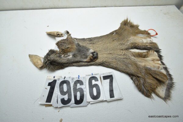 Whitetail deer cape 7.5x19x20x21