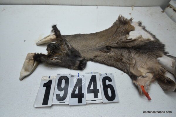 Whitetail deer cape 7.5x20x21x22