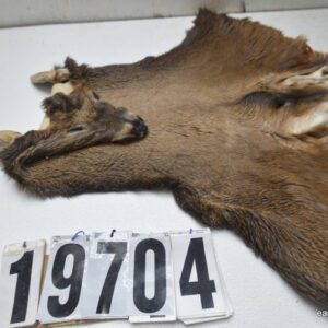Whitetail deer cape 7x19x20x21