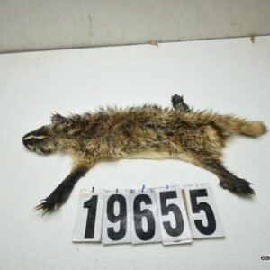 Badger life size 2.25x20x26