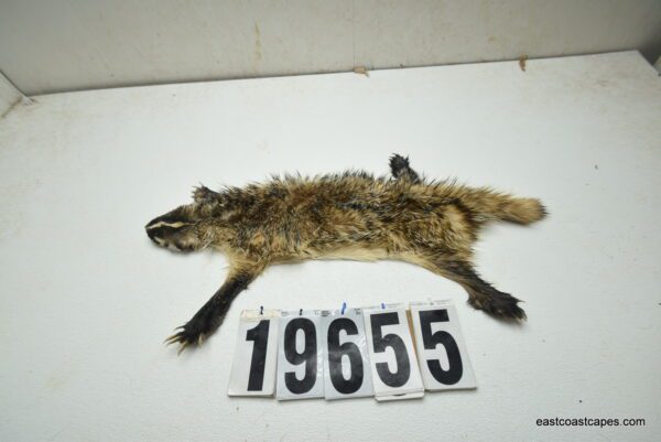 Badger life size 2.25x20x26