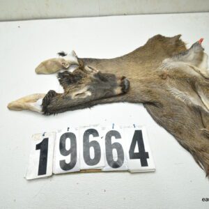 Whitetail deer cape 8.25x22x23x24