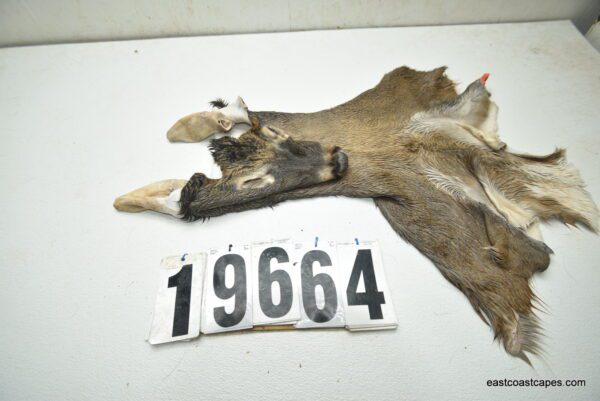 Whitetail deer cape 8.25x22x23x24