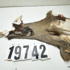 Whitetail deer cape 7.25x19x20x21