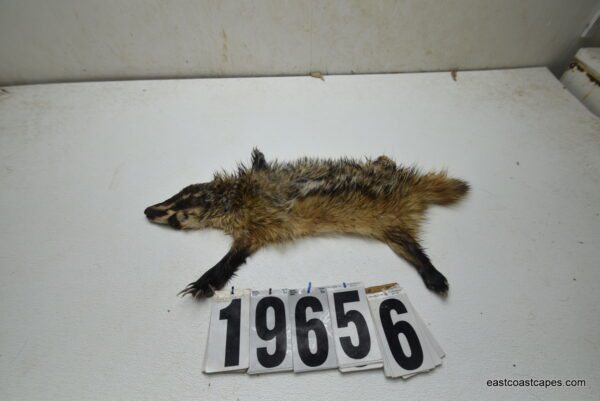 Badger life size 2x18x24