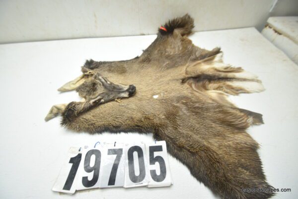 Whitetail deer cape 7.25x19x20x21+