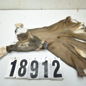 Whitetail deer cape 8x22x23x24