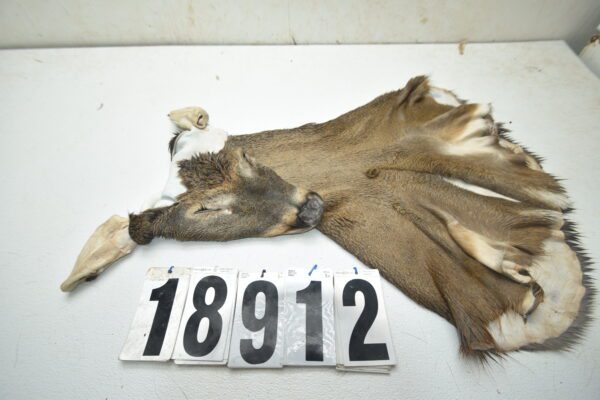 Whitetail deer cape 8x22x23x24