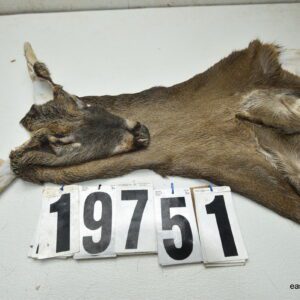 Whitetail deer cape 7.75x21x22x23