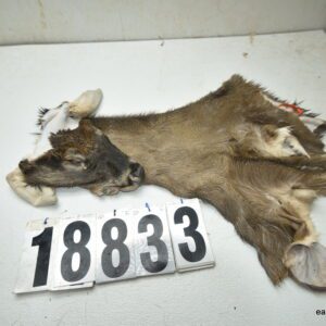 Whitetail deer cape 7.75x20x21x22