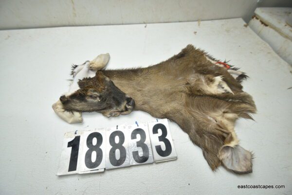 Whitetail deer cape 7.75x20x21x22