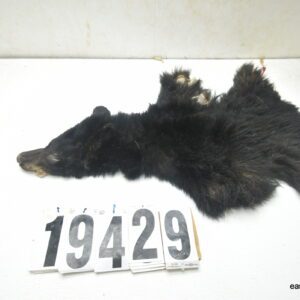 Bear cape 4.25x19