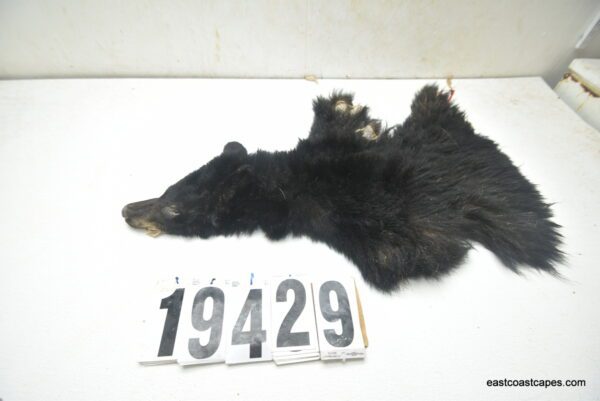 Bear cape 4.25x19