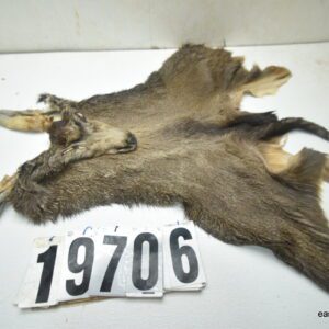 Mule deer cape 7.25x18x19x20
