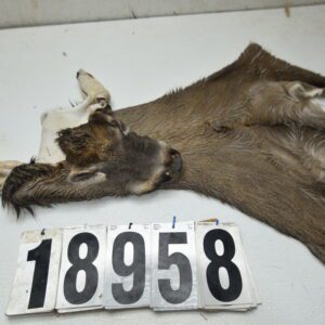 Whitetail deer cape 7.5x19x20x21
