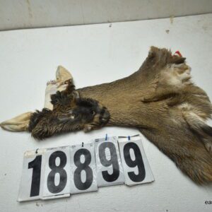 Whitetail deer cape 6.25x14x14x15