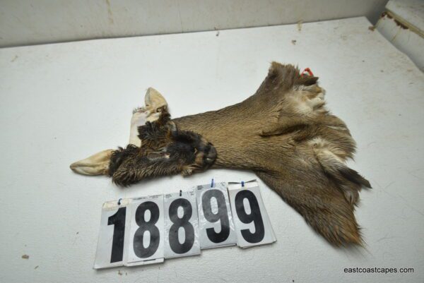 Whitetail deer cape 6.25x14x14x15