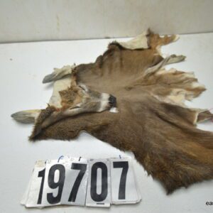 Whitetail deer cape 7.5x19x20x21