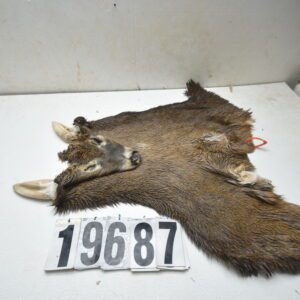 Whitetail deer cape 8x22x23x24