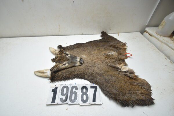 Whitetail deer cape 8x22x23x24