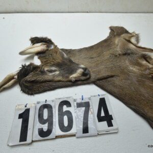 Whitetail deer cape 7.5x19x20x21