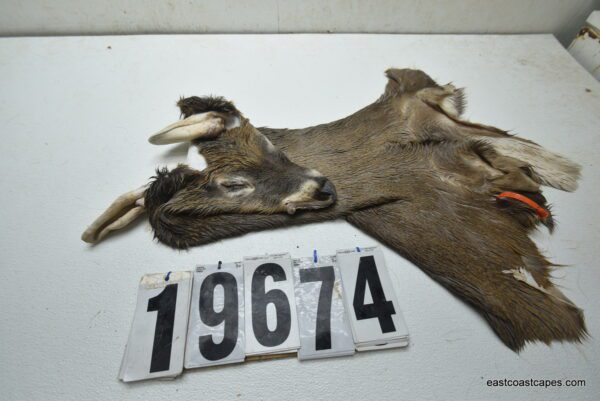 Whitetail deer cape 7.5x19x20x21