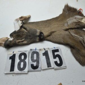 Whitetail deer cape 7x17x18x19