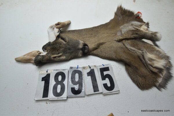 Whitetail deer cape 7x17x18x19