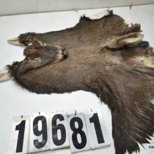 Whitetail deer cape 8.25x23x24x25