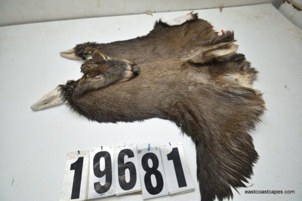 Whitetail deer cape 8.25x23x24x25