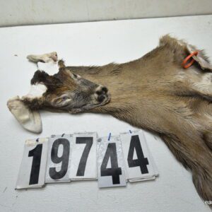 Whitetail deer cape 7.5x21x22x23