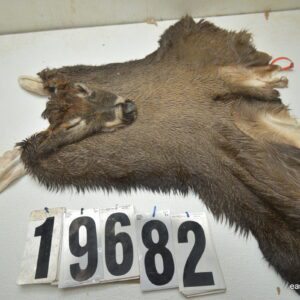 Whitetail deer cape 8x23x24x25+