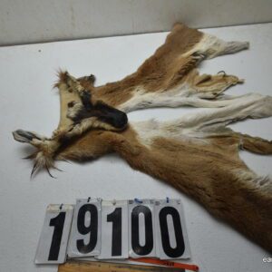 Antelope cape 7.25x14