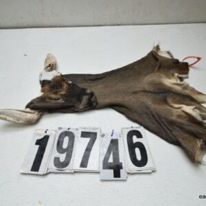 Whitetail deer cape 6.75x16x17x17.5