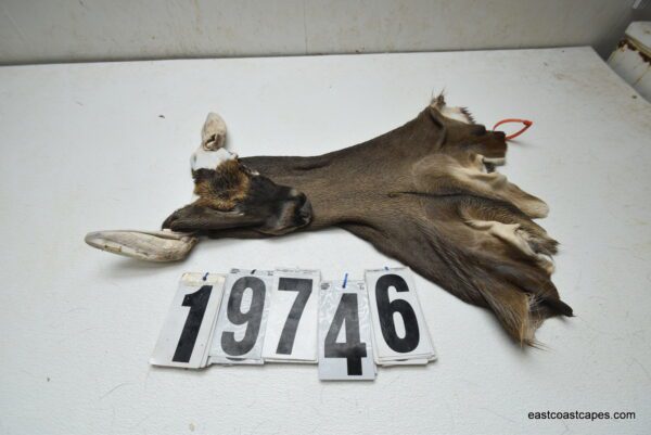 Whitetail deer cape 6.75x16x17x17.5