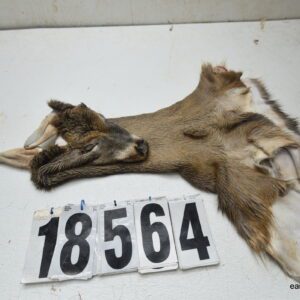 Whitetail deer cape 6.75x15x16x16