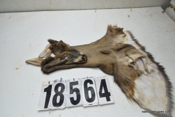 Whitetail deer cape 6.75x15x16x16