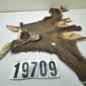 Mule deer cape 7.25x18x19x20