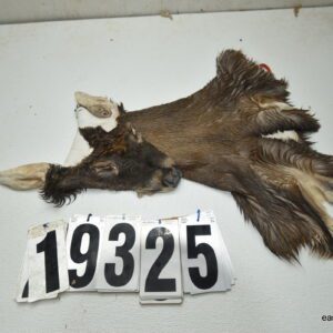 Whitetail deer cape 6.75x16x17x18
