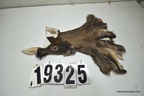 Whitetail deer cape 6.75x16x17x18