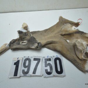 Whitetail deer cape 7x17x18x18.5