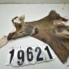 Whitetail deer cape 7.5x19x20x21